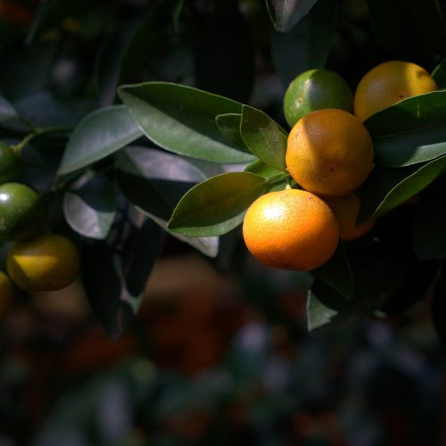 citrus-fruit-4414753_1920